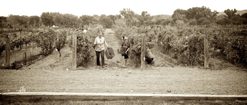 Jacona Winery Harvest in New Mexico
