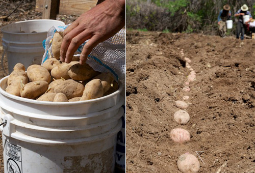 Gabriella Marks photography of Rancho Manzana Chimayo New Mexico Food Farming