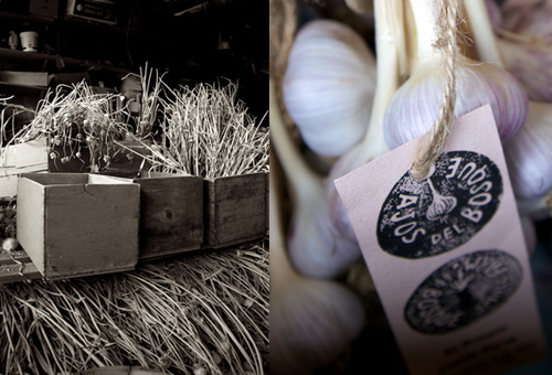 El Bosque Garlic Photograph by Gabriella Marks