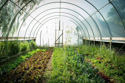 The verdant greenhouse at El Bosque farm